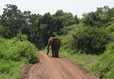 Private Jeep Safari in Udawalawe National Park